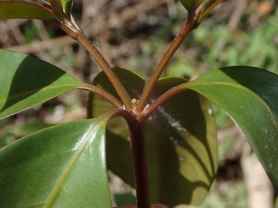 Guapira fragrans, photographed by Daniel Cahen