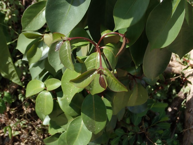 Guapira fragrans, photographed by Daniel Cahen