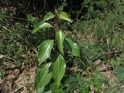 Citharexylum spinosum, photographed by Daniel Cahen