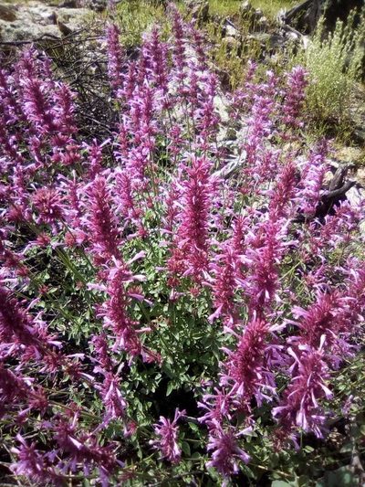 Agastache pallida, photographed by Oscar C. González Martínez