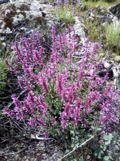 Agastache pallida, photographed by Oscar C. González Martínez