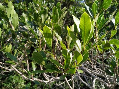 Lithraea brasiliensis, photographed by Noelia