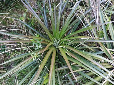 Bromelia antiacantha, photographed by Noelia