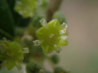 Ziziphus mauritiana, photographed by Daniel Cahen