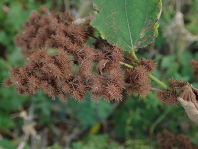 Triumfetta semitriloba, photographed by Daniel Cahen