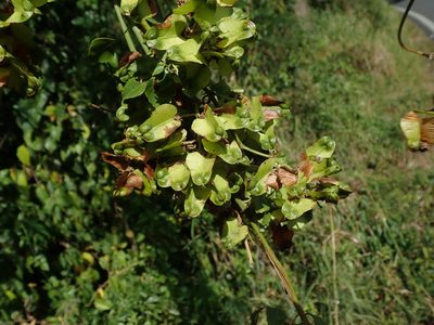 Serjania lucida, photographed by Daniel Cahen