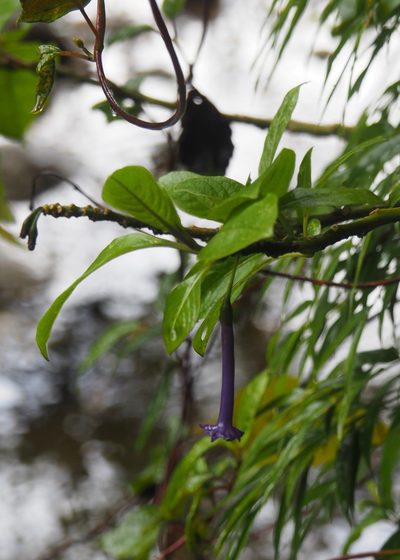 Iochroma cyaneum, photographed by John G. Phillips
