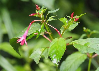 Fuchsia pallescens, photographed by John G. Phillips