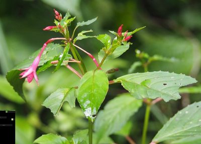 Fuchsia pallescens, photographed by John G. Phillips