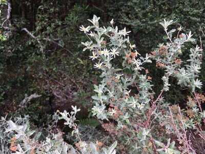 Olearia phlogopappa, photographed by Miguel de Salas