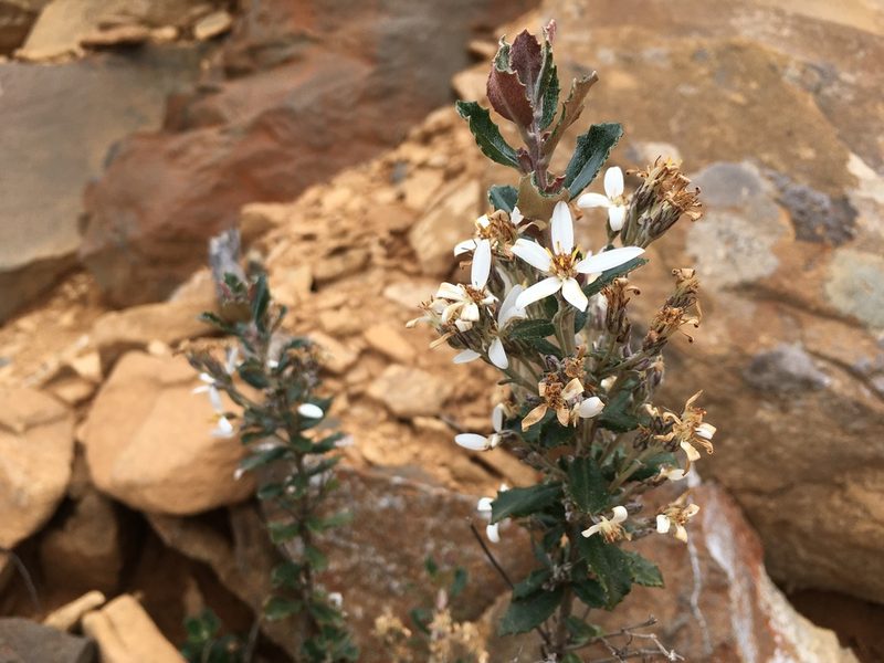 Olearia erubescens, photographed by Miguel de Salas