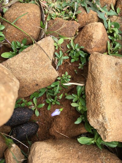 Wahlenbergia saxicola, photographed by Miguel de Salas