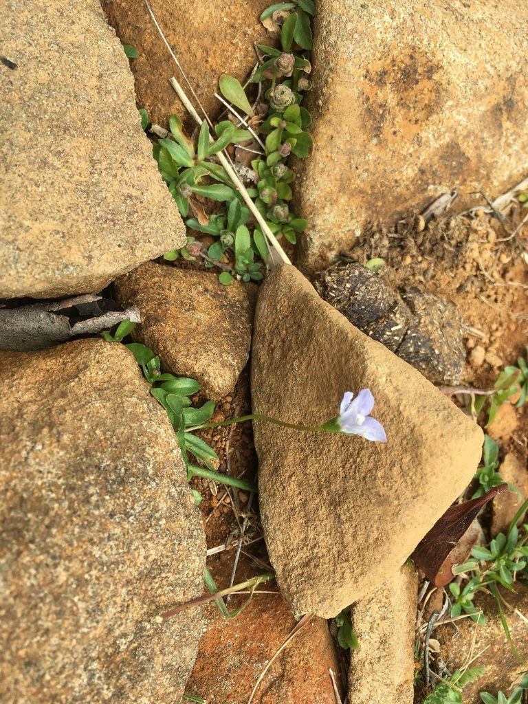 Wahlenbergia saxicola, photographed by Miguel de Salas