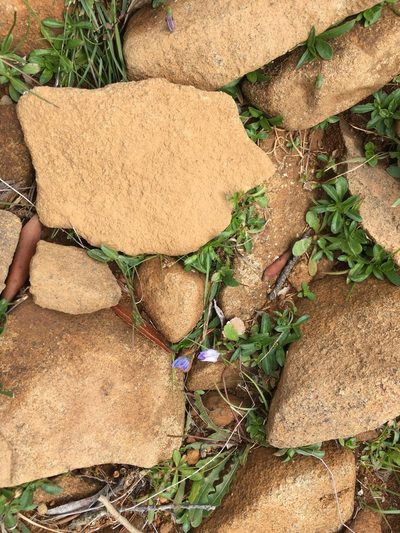 Wahlenbergia saxicola, photographed by Miguel de Salas
