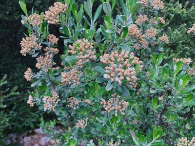 Ozothamnus antennaria, photographed by Miguel de Salas