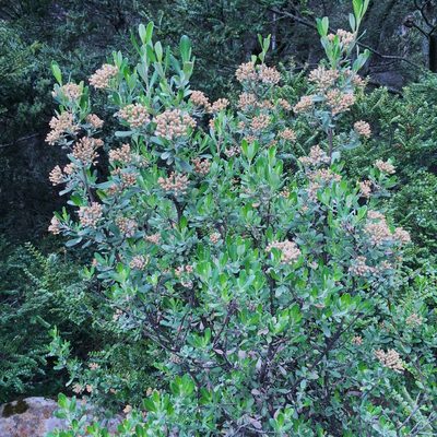 Ozothamnus antennaria, photographed by Miguel de Salas