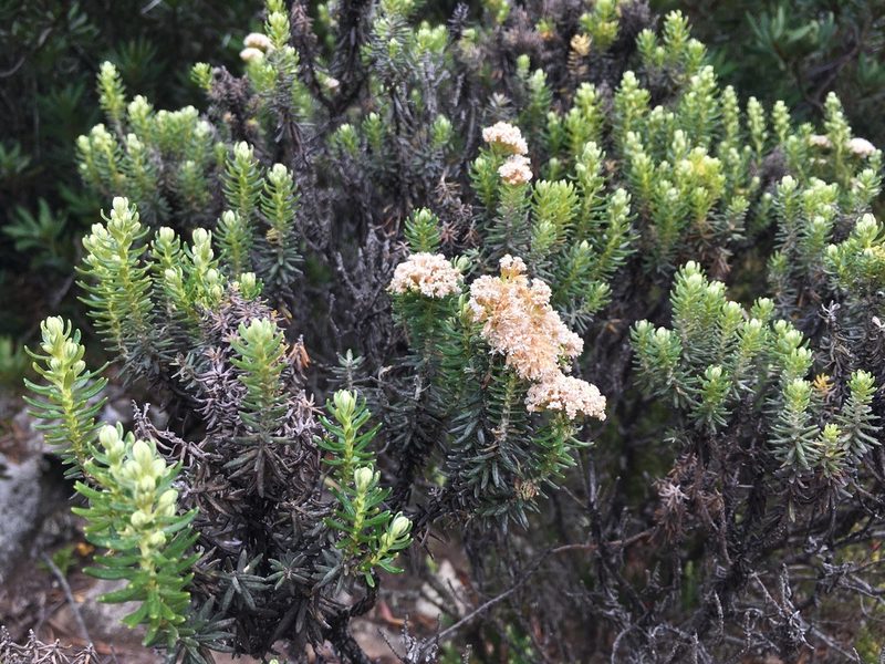 Ozothamnus purpurascens, photographed by Miguel de Salas