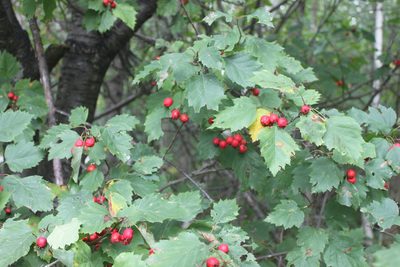 Crataegus schuettei, photographed by Étienne Lacroix-Carignan