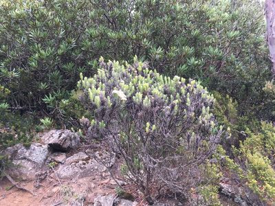 Ozothamnus purpurascens, photographed by Miguel de Salas