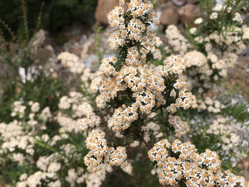 Ozothamnus thyrsoideus, photographed by Miguel de Salas
