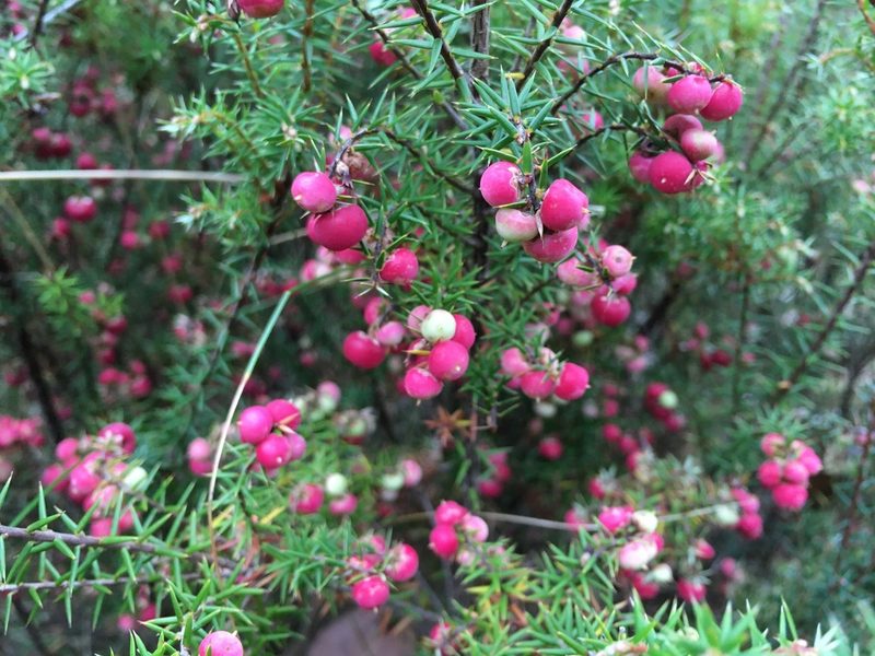 Leptecophylla pogonocalyx, photographed by Miguel de Salas