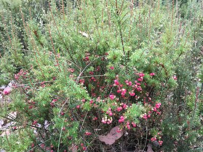 Leptecophylla pogonocalyx, photographed by Miguel de Salas