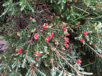 Acrothamnus hookeri, photographed by Miguel de Salas