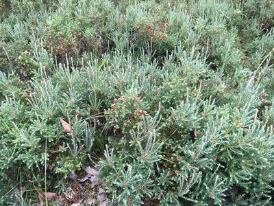Acrothamnus hookeri, photographed by Miguel de Salas