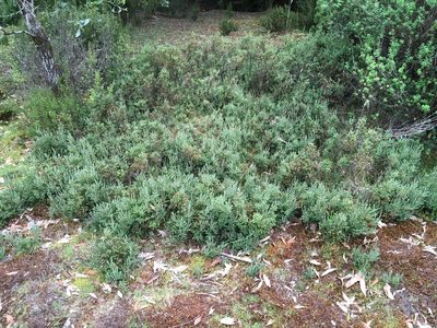 Acrothamnus hookeri, photographed by Miguel de Salas