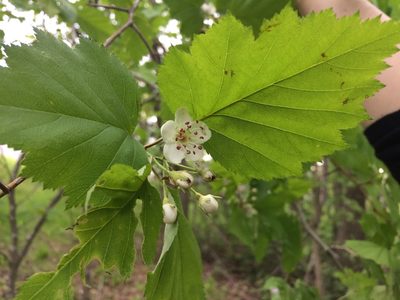 Crataegus schuettei, photographed by Étienne Lacroix-Carignan