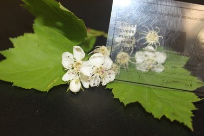 Crataegus schuettei, photographed by Étienne Lacroix-Carignan