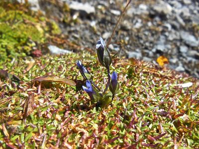 Comastoma tenellum, photographed by Karsten Rohweder