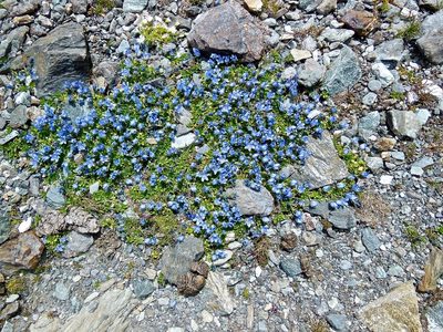 Campanula cenisia, photographed by Karsten Rohweder
