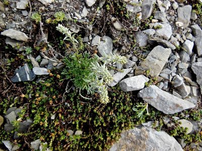 Artemisia genipi, photographed by Karsten Rohweder