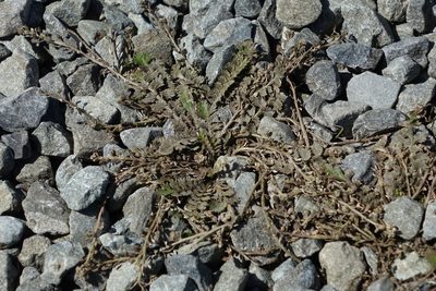 Lepidium tenuicaule, photographed by John Barkla