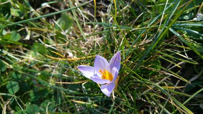 Crocus biflorus, photographed by Mattia Menchetti