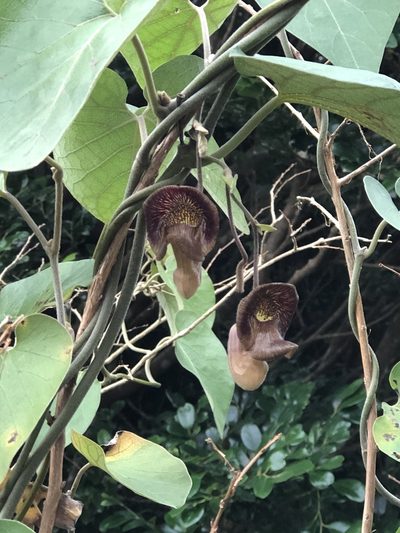 Aristolochia liukiuensis, photographed by Takaaki Hattori
