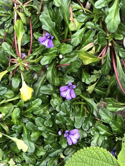 Ajuga pygmaea, photographed by Takaaki Hattori