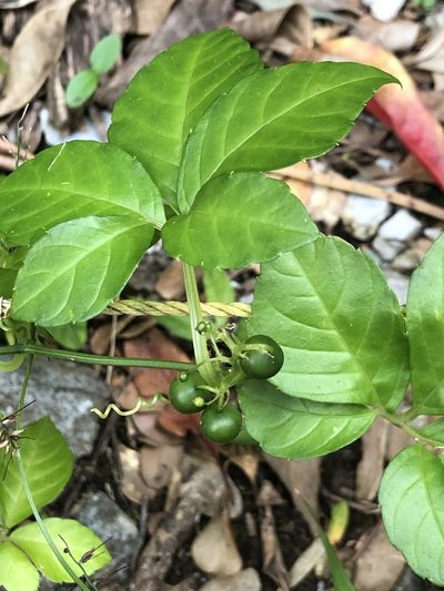 Gynostemma pentaphyllum, photographed by Takaaki Hattori