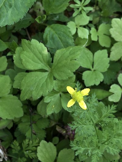 Ranunculus sieboldii, photographed by Takaaki Hattori