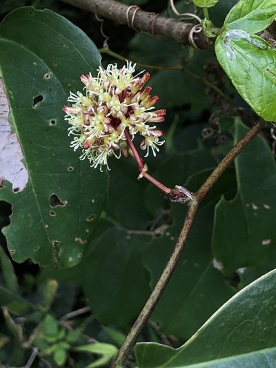 Smilax bracteata, photographed by Takaaki Hattori