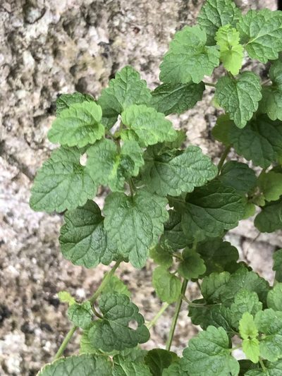 Scutellaria rubropunctata, photographed by Takaaki Hattori
