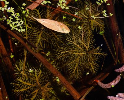 Proserpinaca pectinata, photographed by Jessica