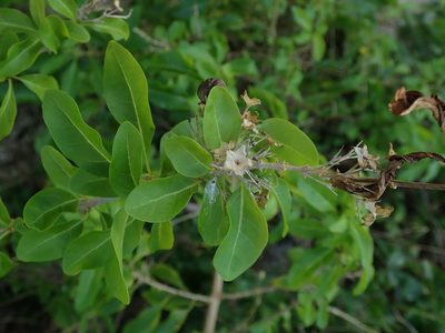 Volkameria aculeata, photographed by Daniel Cahen