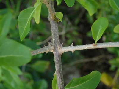 Volkameria aculeata, photographed by Daniel Cahen