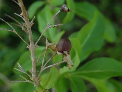 Volkameria aculeata, photographed by Daniel Cahen