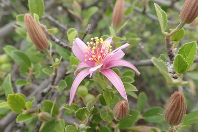 Grewia robusta, photographed by Peter Warren