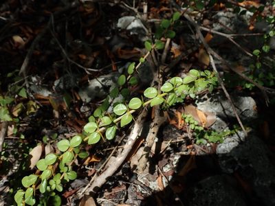 Oplonia spinosa, photographed by Daniel Cahen