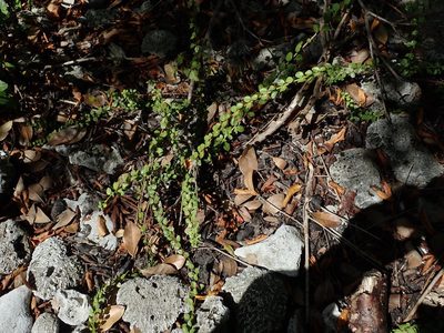 Oplonia spinosa, photographed by Daniel Cahen
