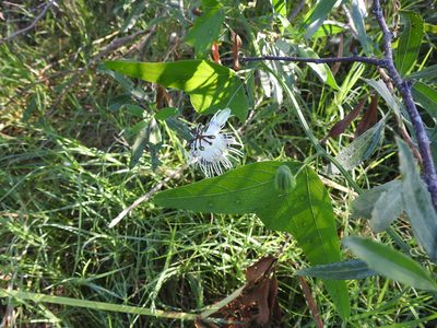 Passiflora misera, photographed by Eduardo Luis Beltrocco